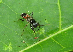 Caridops globicollis