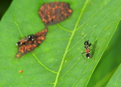 Caridops globicollis