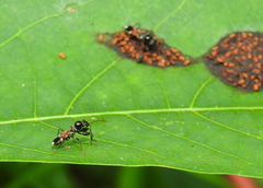 Caridops globicollis