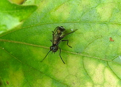 Diptera