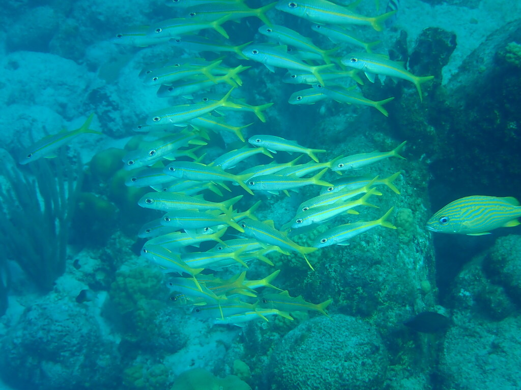 Yellow Goatfish