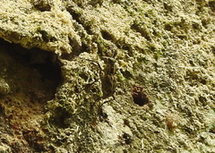 Litocerus