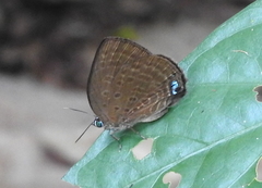 Arhopala amphimuta
