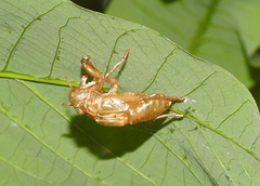 Cicadidae