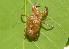 Cicadidae