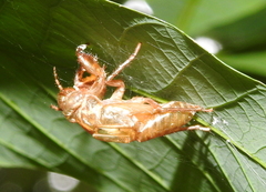 Cicadidae