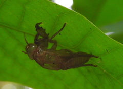 Cicadidae