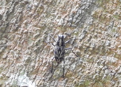 Litocerus
