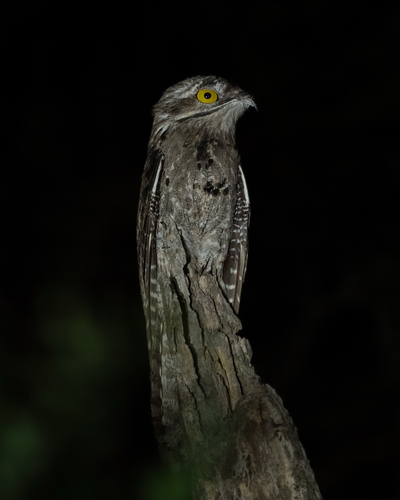 Nyctibius griseus (J.F.Gmelin, 1789)