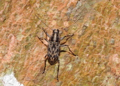 Litocerus