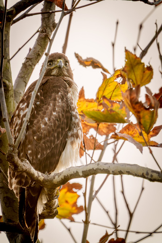 iNaturalist observation photo of Red-tailed Hawk