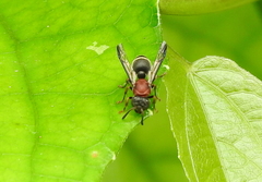 Ropalidia erythrospila