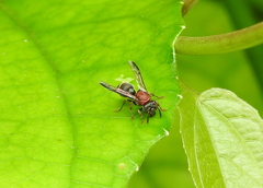 Ropalidia erythrospila