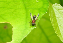 Ropalidia erythrospila