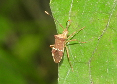 Cletomorpha benita