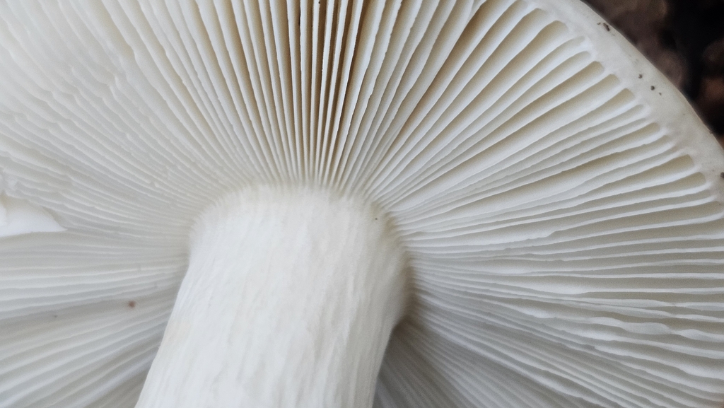 Russula purpureotincta · May 2025 · photo: © henryahh (iNaturalist, cc0)