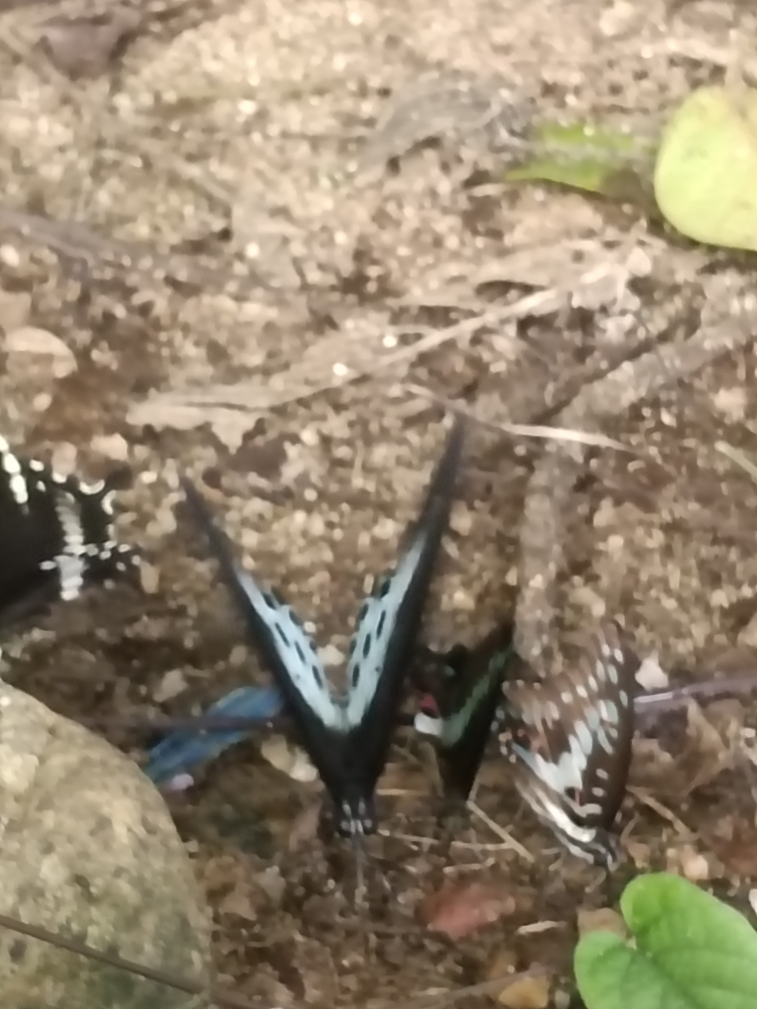 Common Jay