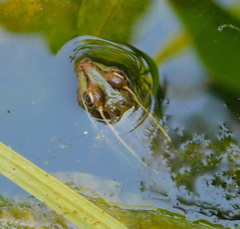 Lithobates magnaocularis