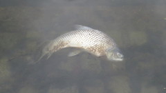 Prochilodus lineatus