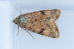 Heliothis punctifera