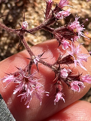 Chorizanthe fimbriata var. fimbriata
