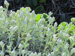 Achyranthemum argenteum