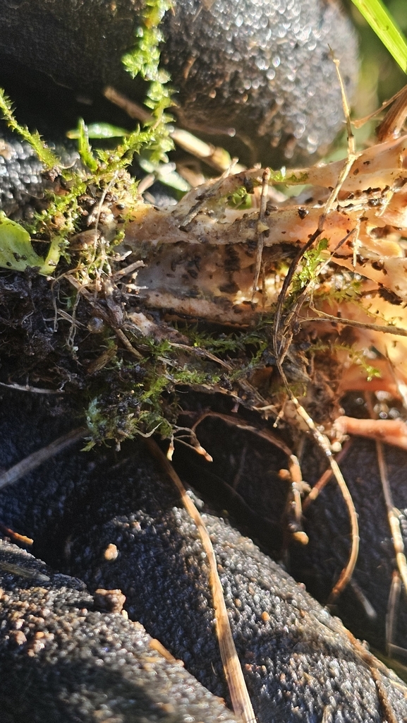 Podoscypha petalodes · May 2025 · photo: © henryahh (iNaturalist, cc0)