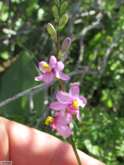 Ixia scillaris scillaris