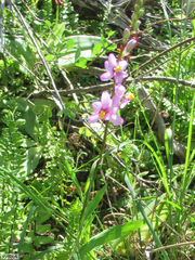 Ixia scillaris scillaris