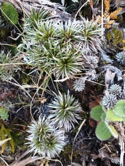 Celmisia laricifolia