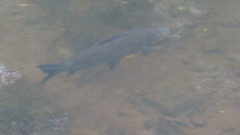 Prochilodus lineatus