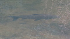 Prochilodus lineatus