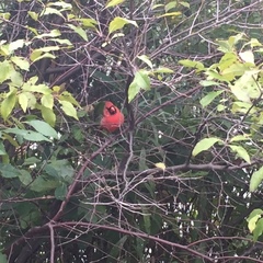 Cardinalis cardinalis