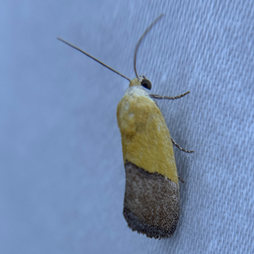 Half-yellow Moth photo 4