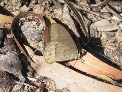Hypocysta pseudirius
