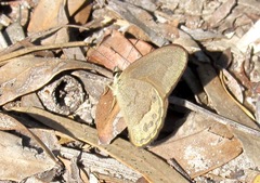 Hypocysta pseudirius