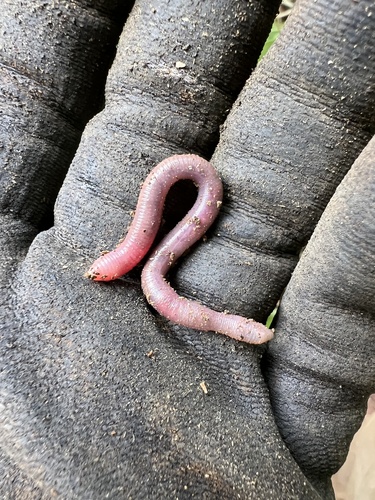 Pontoscolex corethrurus, 2025-05-20