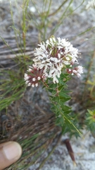 Agathosma ciliata