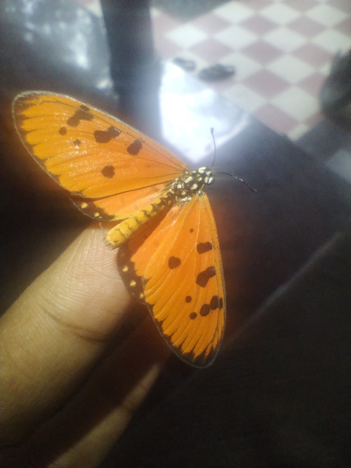 Tawny Coster