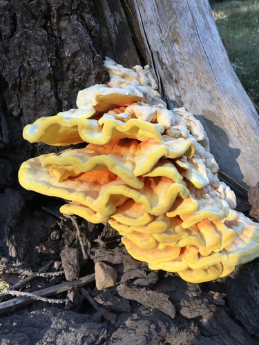 Conifer Chicken of the Woods