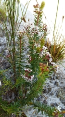 Agathosma ciliata