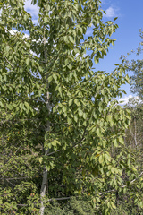 Populus laurifolia
