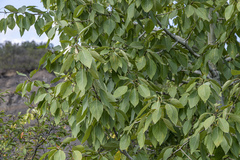 Populus laurifolia