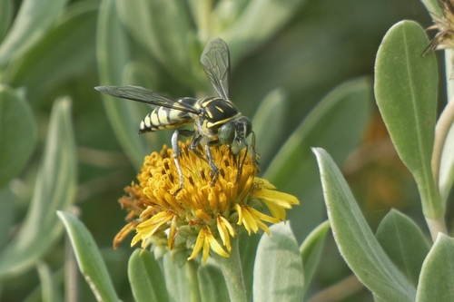 Stictia vivida