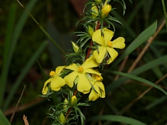 Hibbertia prostrata