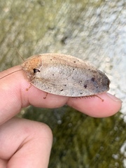 Pseudophoraspis nebulosa