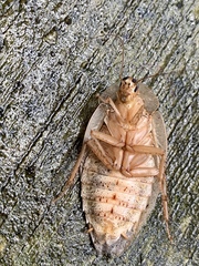 Pseudophoraspis nebulosa