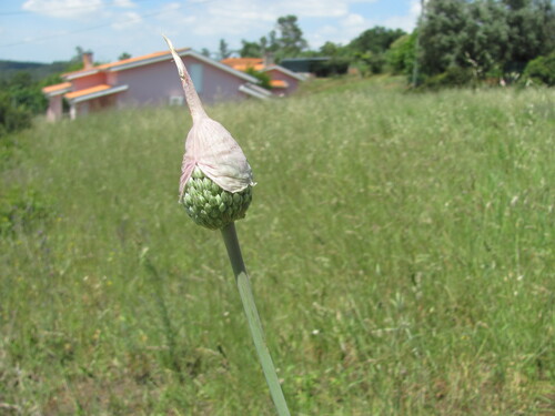Allium ampeloprasum