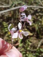 Cyanella orchidiformis