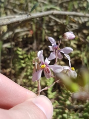 Cyanella orchidiformis